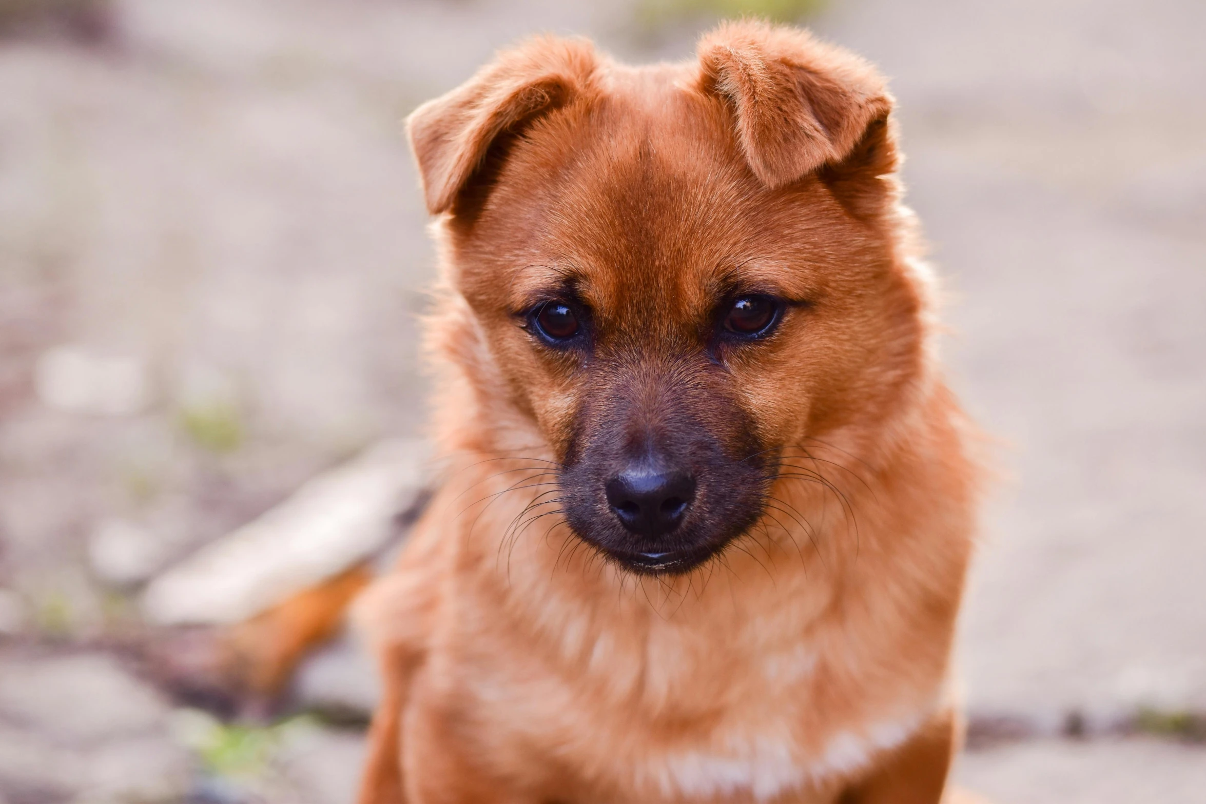 a small brown dog sitting on the ground, pexels contest winner, a dingo mascot, his eyes glowing red, manuka, closeup of an adorable