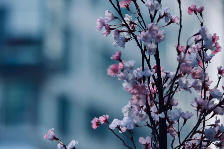 a tree with pink and white flowers in front of a building, inspired by Elsa Bleda, trending on unsplash, blue mood, background image, close up of iwakura lain, city views