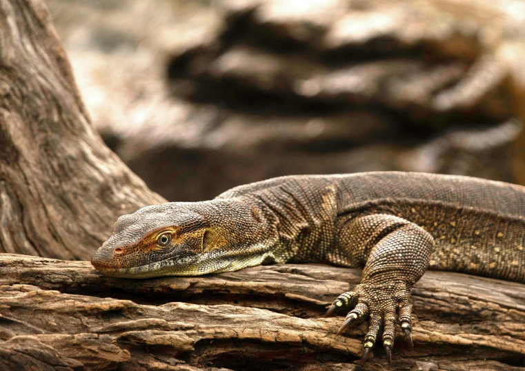 a close up of a lizard on a tree branch, a portrait, by Elizabeth Durack, shutterstock contest winner, sitting on a log, aboriginal, warrior, monitor