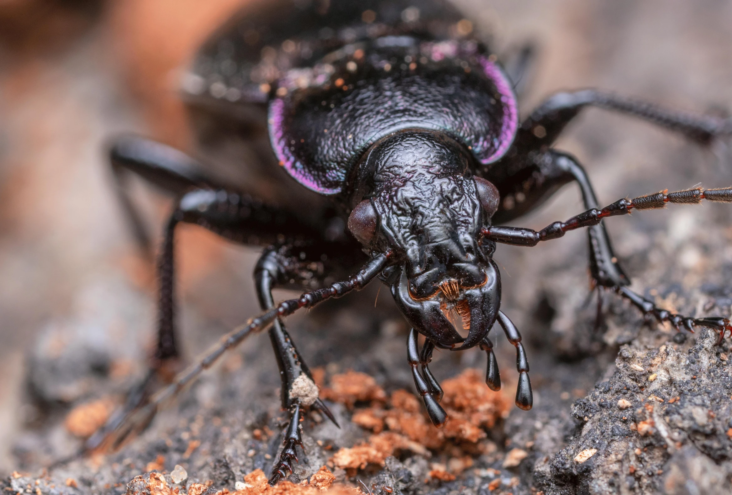 a close up of a beetle on a rock, a macro photograph, pexels contest winner, auto-destructive art, black and purple, black, 🦩🪐🐞👩🏻🦳, australian