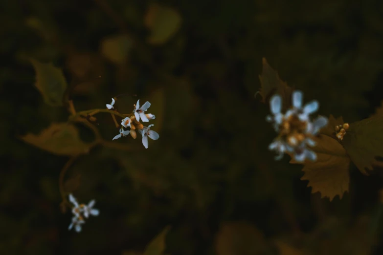 a group of small white flowers sitting on top of a lush green field, inspired by Elsa Bleda, unsplash, visual art, in a dark forest low light, night photo, brown, shot on sony a 7