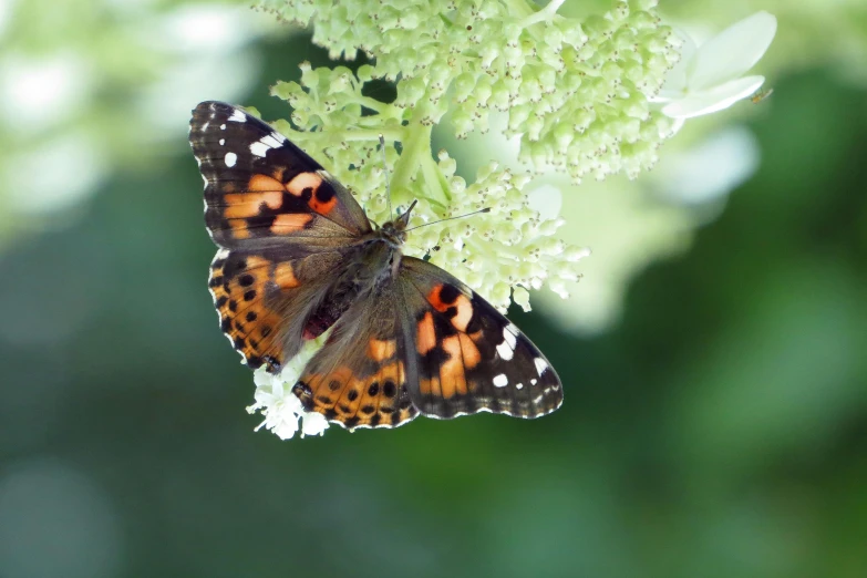 a close up of a butterfly on a flower, unsplash, renaissance, mint, speckled, ivy, getty images