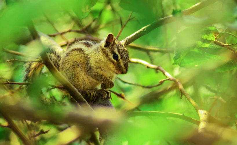 a squirrel sitting on top of a tree branch, by Peter Churcher, trending on pexels, renaissance, sri lanka, a blond, retro stylised, high angle close up shot