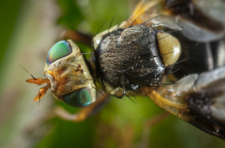 a close up of a fly on a plant, a macro photograph, pexels contest winner, hurufiyya, multicoloured, close up shot a rugged, 4k photo”, hyperdetailed photorealism”