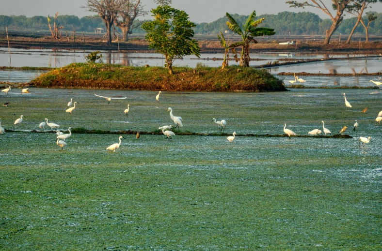 a flock of birds standing on top of a lush green field, river delta, in style of thawan duchanee, slide show, islands