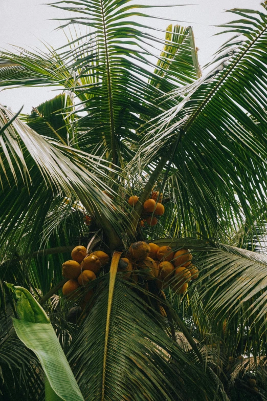 a bunch of coconuts hanging from a palm tree, lush verdant plants, sri lankan landscape, instagram story, banner