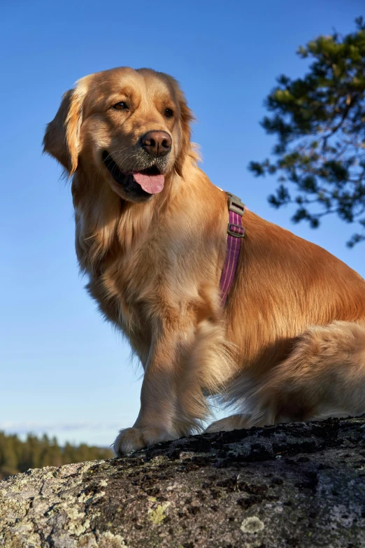 a large brown dog sitting on top of a rock, sitting on a tree, pink, gold collar, high res photograph