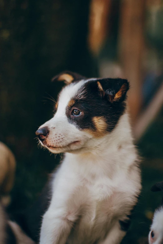 a dog sitting on top of a pile of stuffed animals, pexels contest winner, small nose with freckles, close - up profile, puppy, slightly pixelated