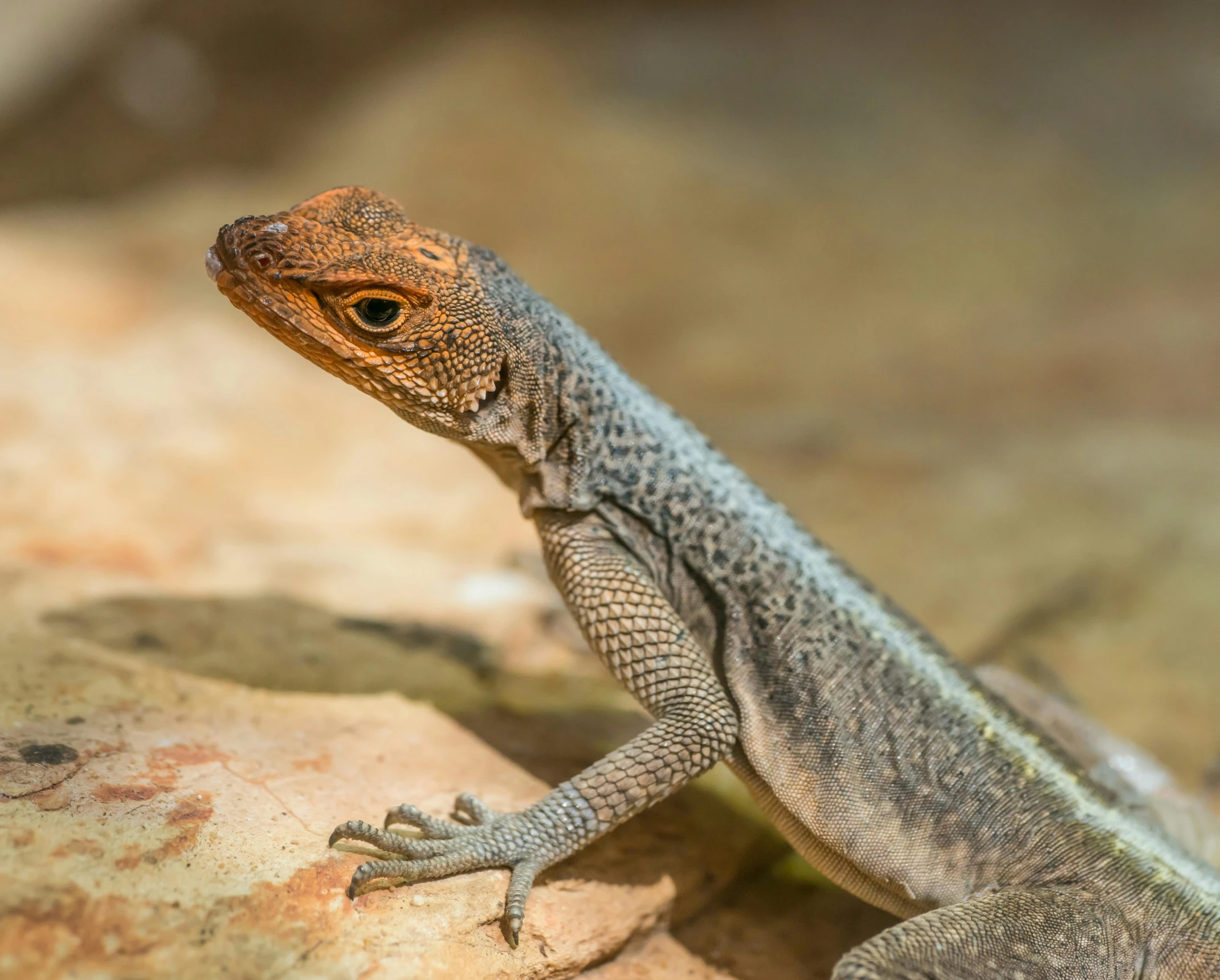 a close up of a lizard on a rock, pexels contest winner, renaissance, australian, symmetric detailed, young male, sharandula