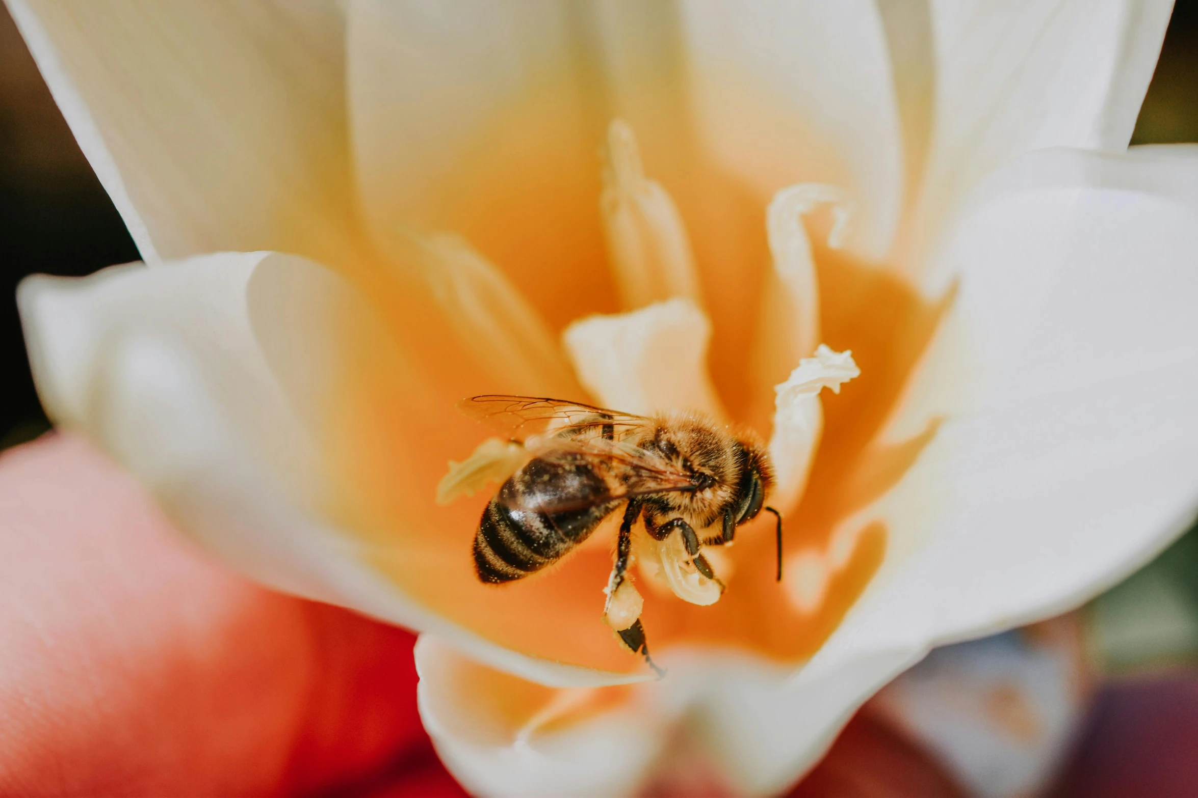 a bee sitting on top of a white flower, unsplash photography, 🦩🪐🐞👩🏻🦳, yellow, slide show