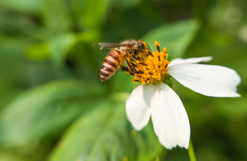 a bee sitting on top of a white flower, sustainable materials, thumbnail, fan favorite, ready to eat