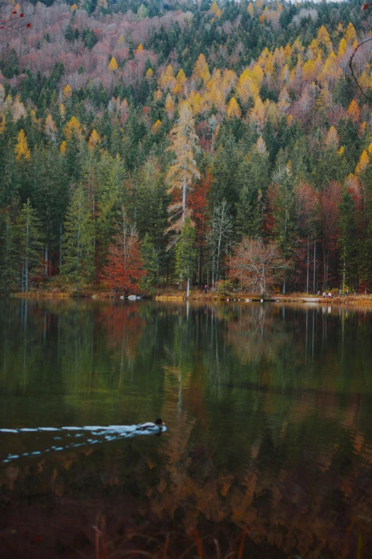 a large body of water surrounded by trees, by Sebastian Spreng, pexels contest winner, 2 5 6 x 2 5 6 pixels, colorful trees, dark pine trees, muted colors. ue 5