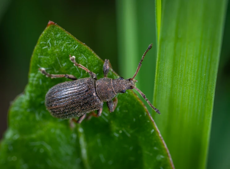 a bug sitting on top of a green leaf, by Andries Stock, pexels contest winner, hurufiyya, giant pig grass, grey, thumbnail, brown