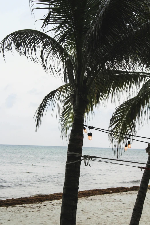 a couple of palm trees sitting on top of a sandy beach, cables hanging, thawan duchanee, next to the sea, cooked