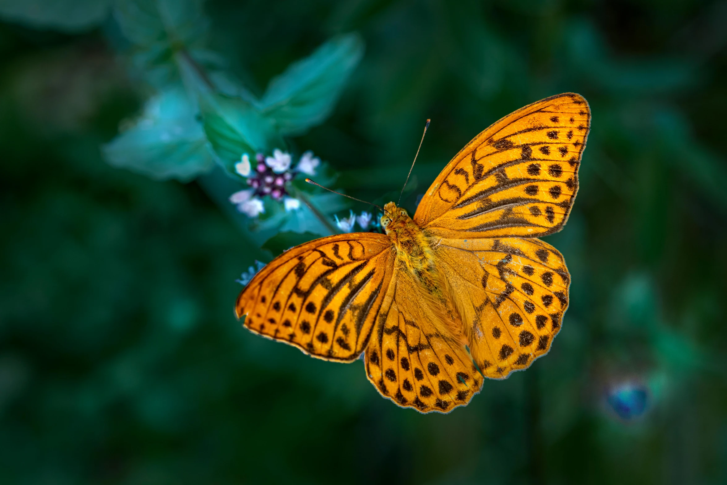 a close up of a butterfly on a flower, pexels contest winner, hurufiyya, gold speckles, full body close-up shot, flattened, fine art print