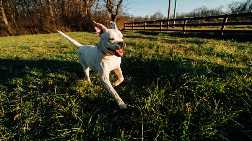 a white dog running across a lush green field, pexels contest winner, happening, hairless, having fun in the sun, february), cinematic full shot