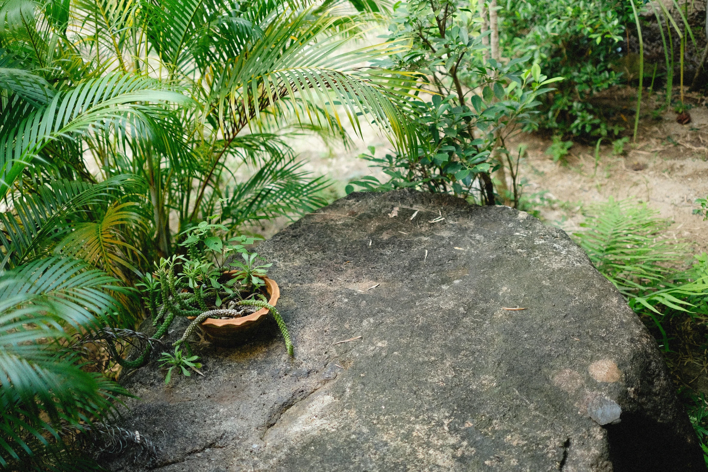 a bird sitting on top of a large rock, a still life, by Elizabeth Durack, unsplash, land art, with potted palm trees, assam tea garden setting, high - angle view, exterior botanical garden