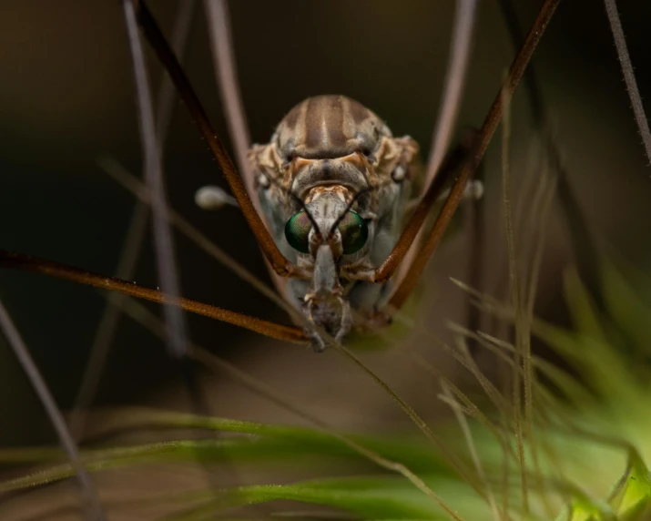 a bug sitting on top of a green plant, pexels contest winner, photorealism, with long thin antennae, intimidating stare, detailed shot legs-up, oryantalist