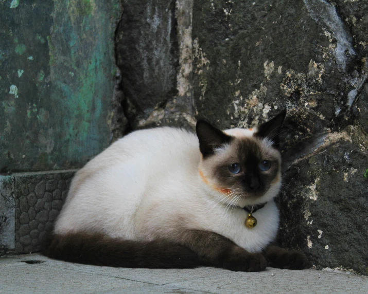 a siamese cat sitting in front of a stone wall, by Gwen Barnard, pexels contest winner, bali, well shaded, beautiful animal pearl queen, today\'s featured photograph 4k