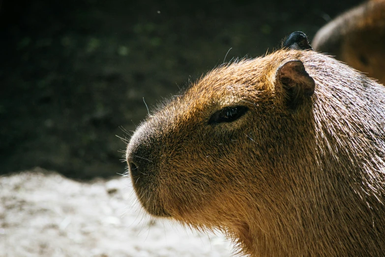 a capybara sitting on top of a sandy ground, unsplash, close - up profile face, museum quality photo, illustration »