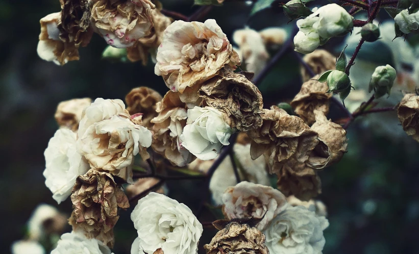 a close up of a bunch of flowers, an album cover, unsplash, baroque, rotting skin, browns and whites, rumble roses, cherished trees