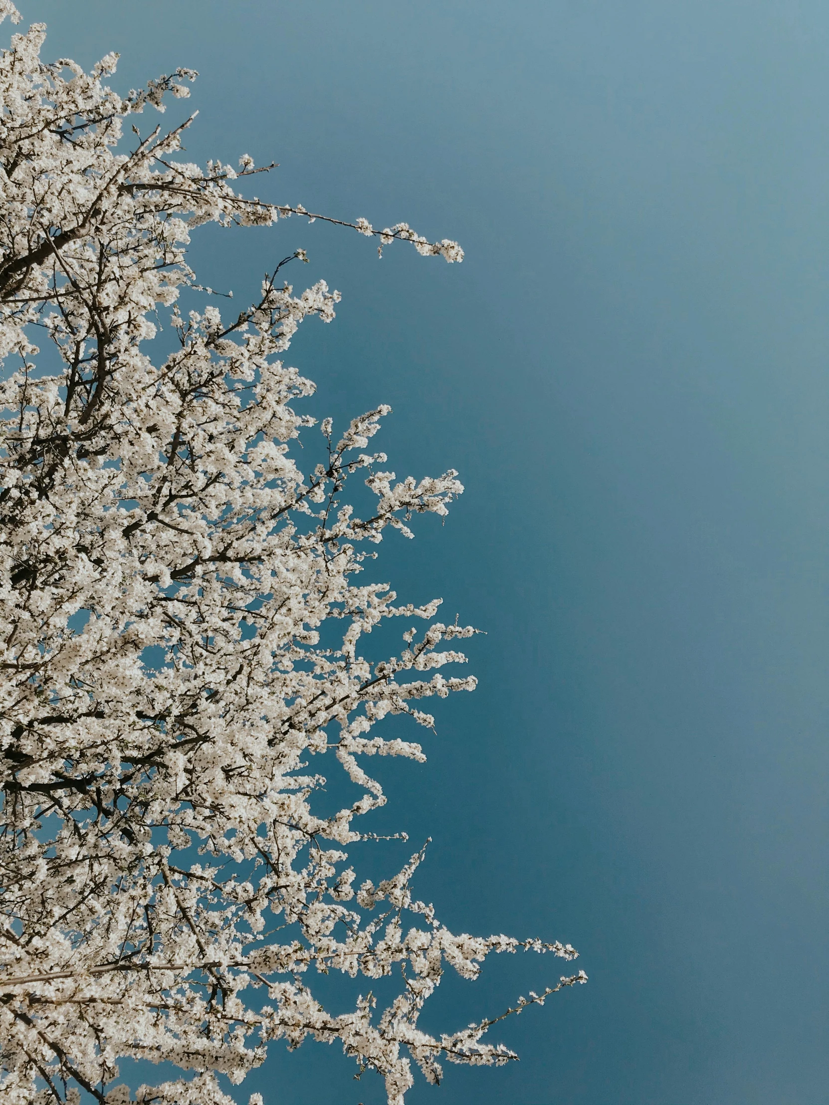 a tree with white flowers against a blue sky, inspired by Elsa Bleda, trending on unsplash, aestheticism, 8 l, stacked image, 中 元 节, 4 k hd wallpapear