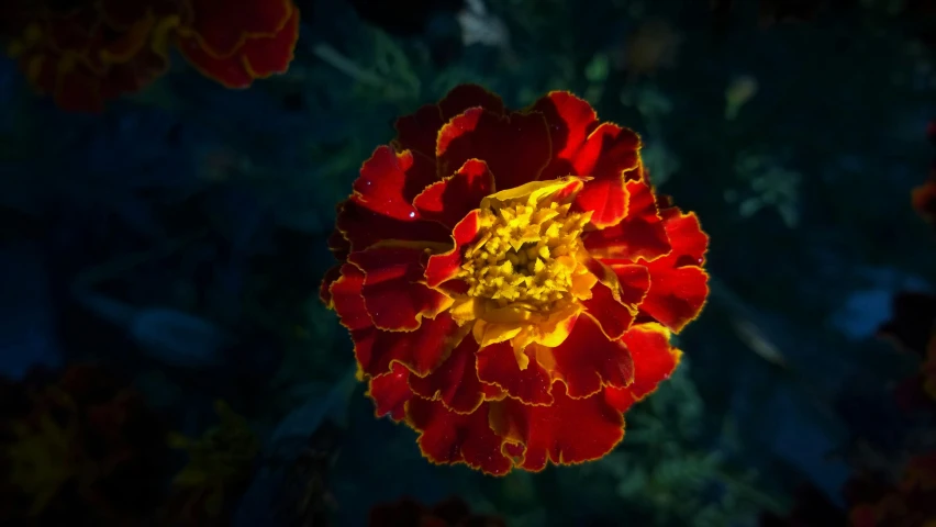 a close up of a red and yellow flower, by Jan Rustem, pexels, marigold, lit from above, flowers around, a high angle shot