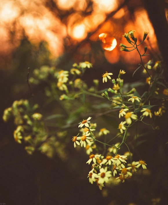 a bunch of yellow flowers sitting on top of a lush green field, inspired by Elsa Bleda, unsplash, backlit sunset, candlelit, photograph captured in a forest, australian wildflowers