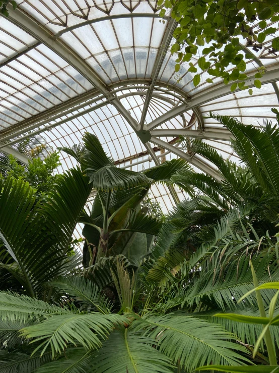 a greenhouse filled with lots of plants and trees, an album cover, unsplash contest winner, art nouveau, palm lines, edinburgh, 2 5 6 x 2 5 6 pixels, plant specimens