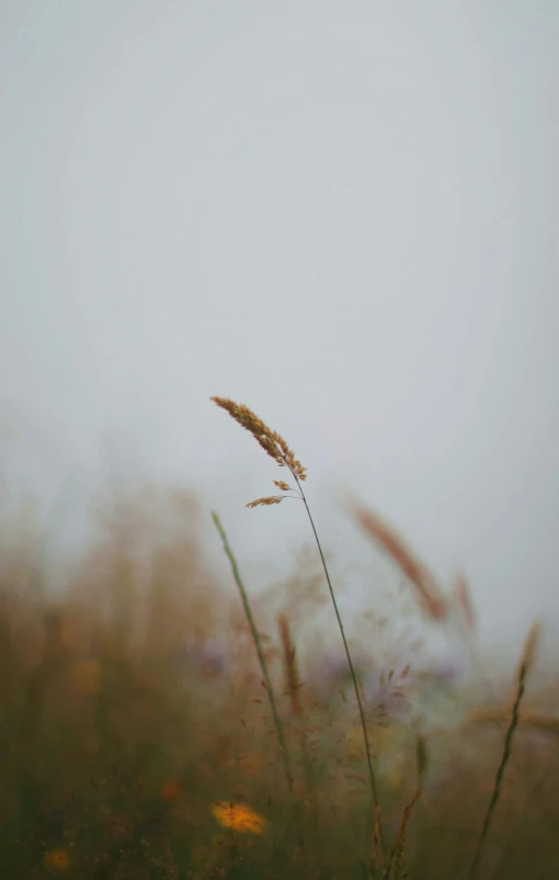 tall grass blowing in the wind on a foggy day, unsplash, low quality photo, 15081959 21121991 01012000 4k