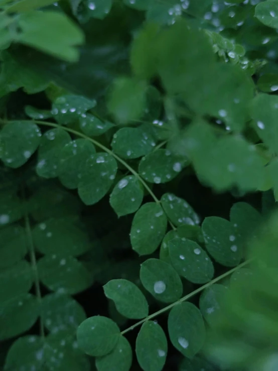a close up of a plant with water droplets on it, by Robbie Trevino, unsplash, moringa oleifera leaves, video still, lush vegetation and ferns, slightly pixelated