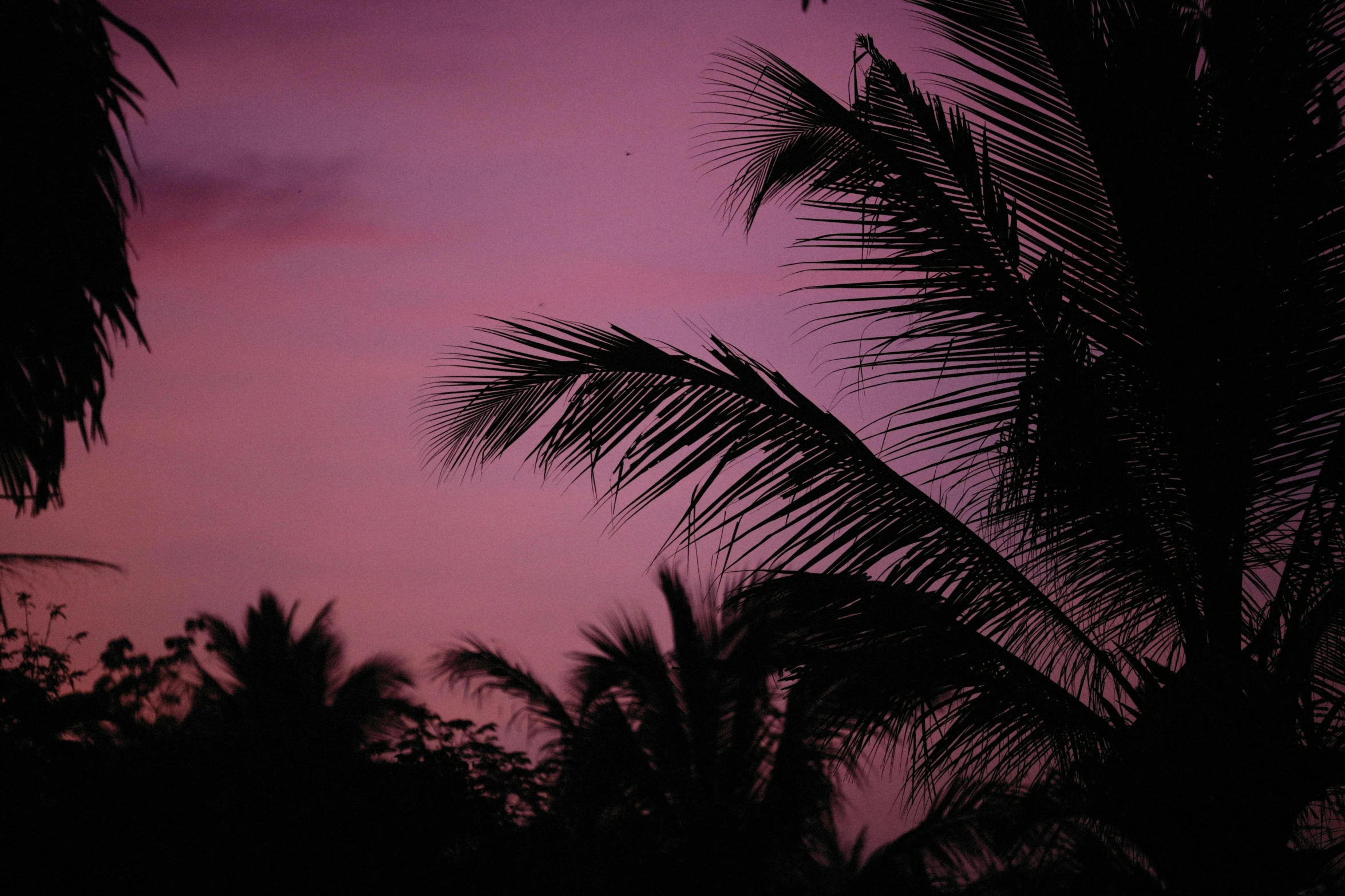 palm trees are silhouetted against a pink sky, pexels contest winner, hurufiyya, ((purple)), humid evening, tropical, lo fi