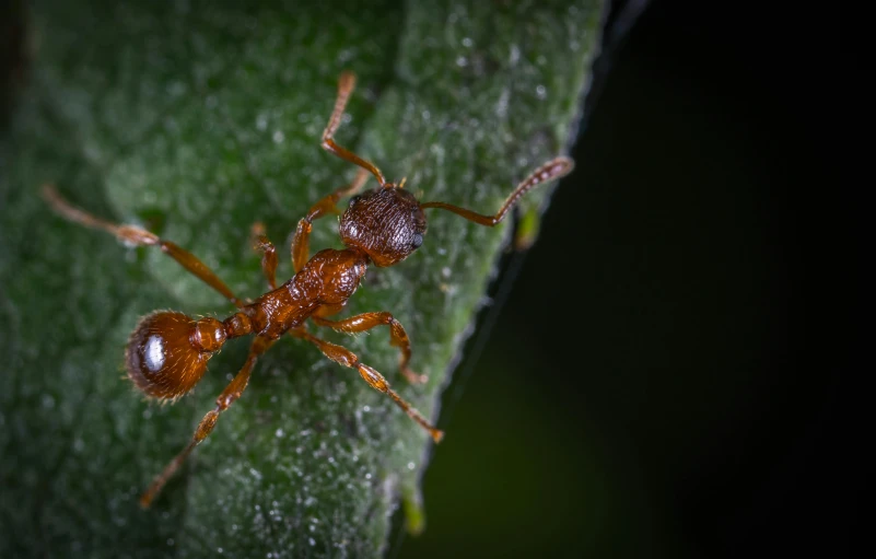 a close up of an ant on a leaf, a macro photograph, by Adam Marczyński, high resolution print :1 red, at night, brown, young male