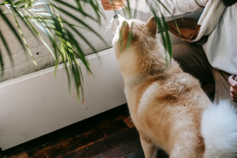 a woman petting a dog in front of a window, trending on unsplash, lush plant growth, shiba figurine, palms, cat eating