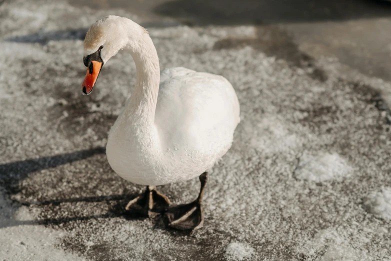 a white swan standing on top of snow covered ground, pexels contest winner, renaissance, 🦩🪐🐞👩🏻🦳, covered in white flour, on the concrete ground, subject= duck