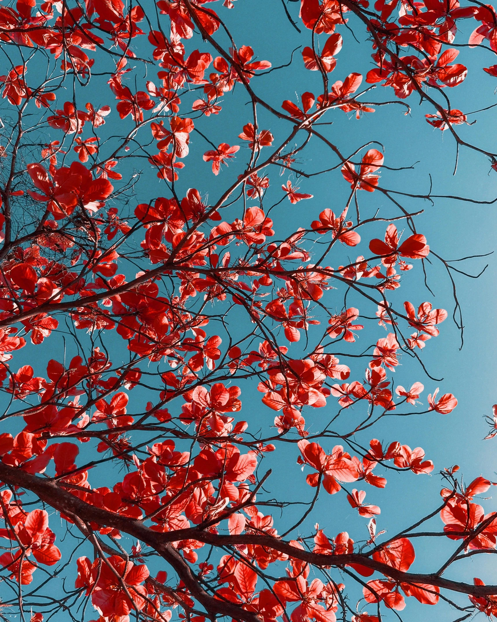 a tree with red leaves against a blue sky, an album cover, by Miroslava Sviridova, unsplash contest winner, spring colors, seasons!! : 🌸 ☀ 🍂 ❄, harmony of neon glowing coral, red monochrome