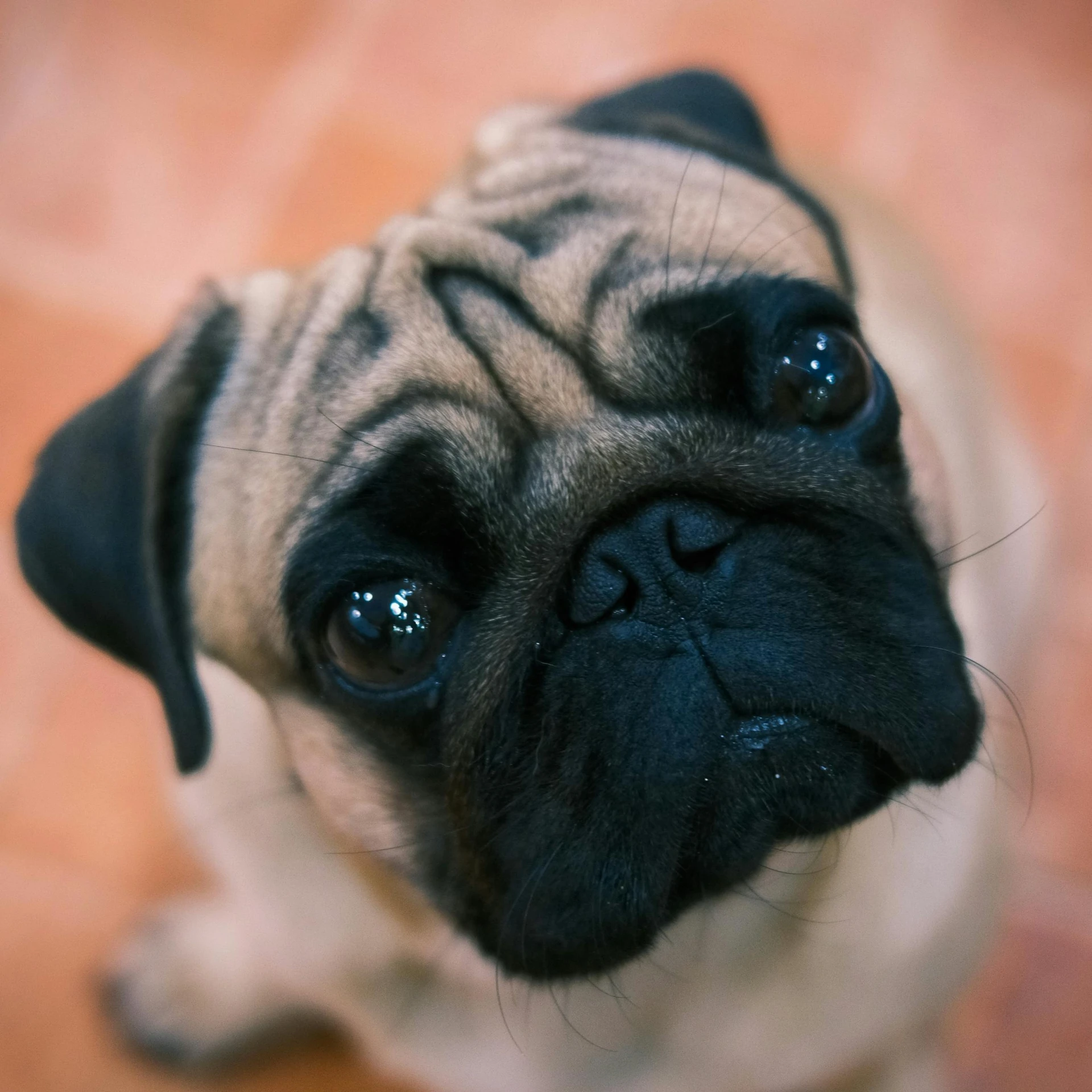 a small pug is looking up at the camera, by Sebastian Spreng, shutterstock, high angle close up shot, instagram post, worried, australian