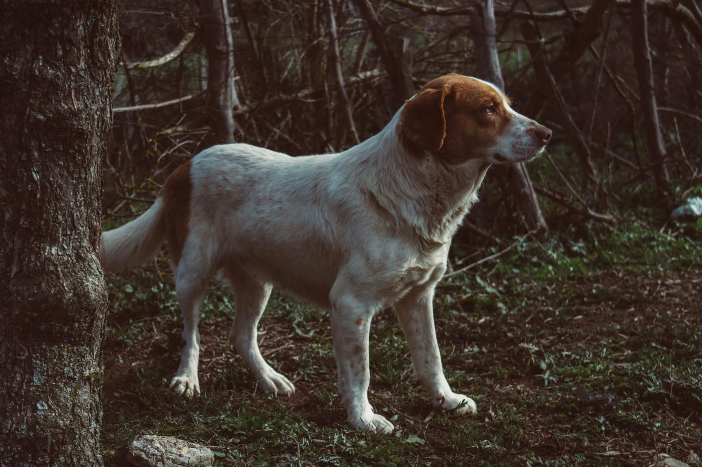 a brown and white dog standing next to a tree, inspired by Elsa Bleda, pexels contest winner, renaissance, hunting, white, labrador, olive