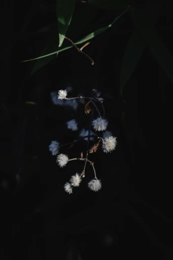 a close up of a flower in the dark, an album cover, inspired by Elsa Bleda, hurufiyya, puffballs, ignant, willow plant, australian wildflowers