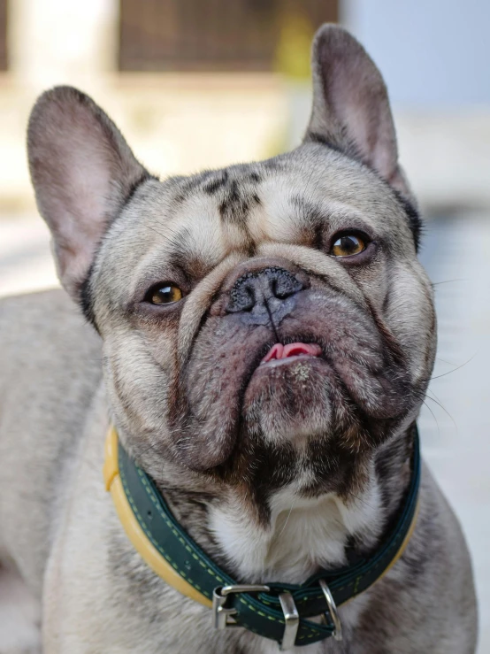 a close up of a dog wearing a collar, a portrait, by Sven Erixson, trending on unsplash, french bulldog, rectangle, olive, non-binary