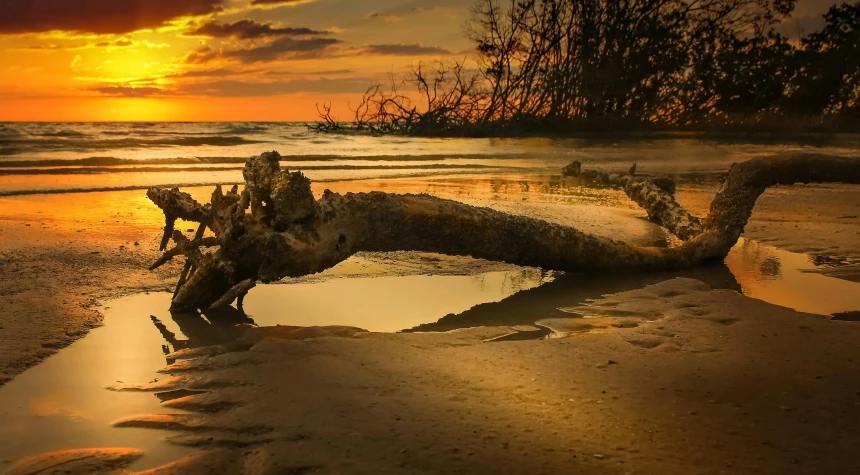 a log sitting on top of a beach next to the ocean, by Andries Stock, unsplash contest winner, australian tonalism, mangrove swamp, sunset lighting 8k, thumbnail, puddle of water