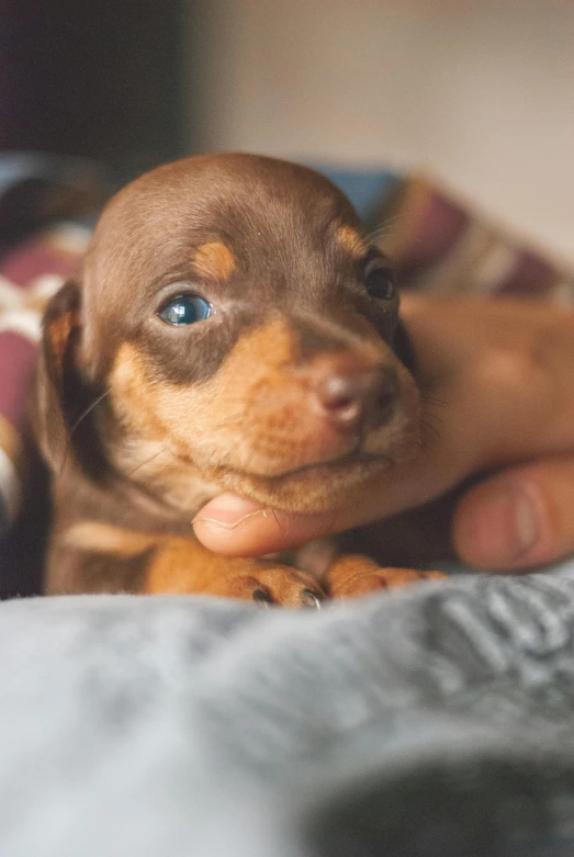 a close up of a person holding a small dog, by Julia Pishtar, trending on unsplash, portrait of a dachshund, has two adorable blue eyes, sitting on a bed, grainy quality