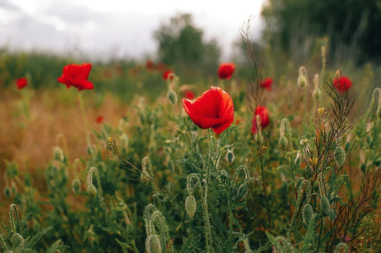 a field filled with lots of red flowers, by Jessie Algie, pexels contest winner, world war one, grey, medium format. soft light, instagram post