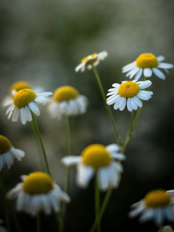 a bunch of white flowers with yellow centers, by Jan Tengnagel, unsplash, medium format, in the evening, chamomile, medium format color photography