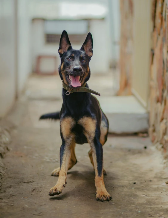 a black and brown dog standing next to a brick wall, pexels contest winner, with pointy ears, lunging at camera :4, transgender, multiple stories