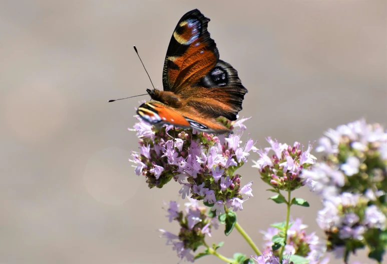 a butterfly sitting on top of a purple flower, mint, ready to eat, multicoloured, brown