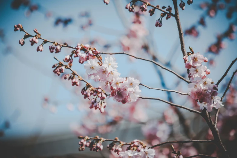 a tree with pink flowers against a blue sky, by Niko Henrichon, trending on unsplash, sakura flowers, close-up photo, brown, shot on sony a 7