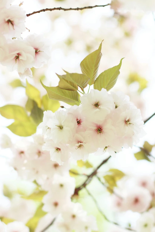 a close up of a bunch of flowers on a tree, soft white glow, cherry blossom trees, softly - lit, vivid)