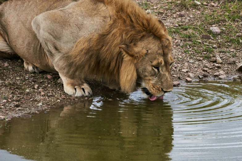 a lion drinking water from a small pond, by Jan Tengnagel, pexels contest winner, renaissance, al fresco, a bald, kris kuksi, with a drink