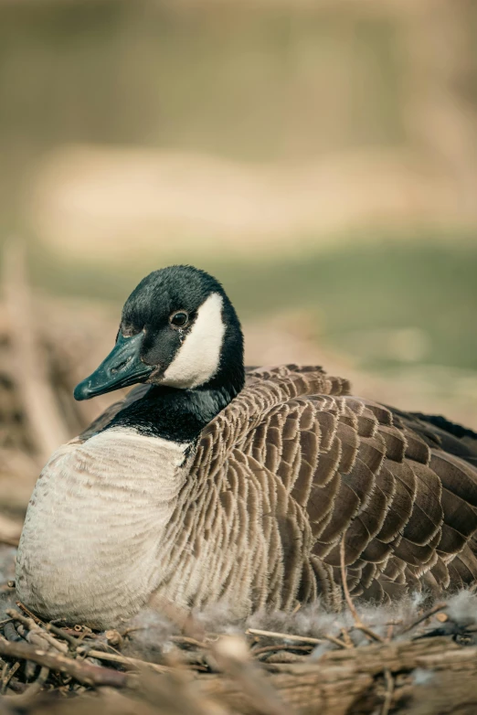 a duck that is sitting in the water, in a nest, a cosmic canada goose, shot with sony alpha 1 camera, lying down